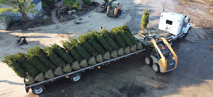 Evergreens from a Truck