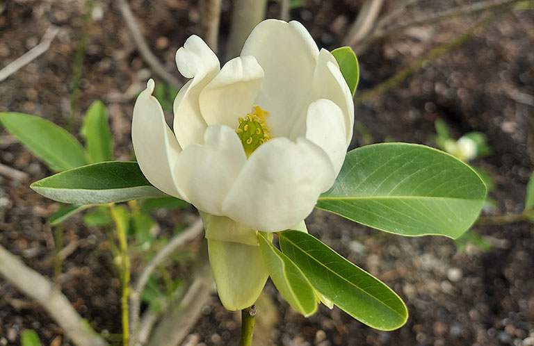 Magnolia virginiana - Sweetbay Magnolia