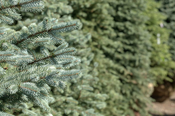 Why is my blue spruce turning green? – Sticks & Stones