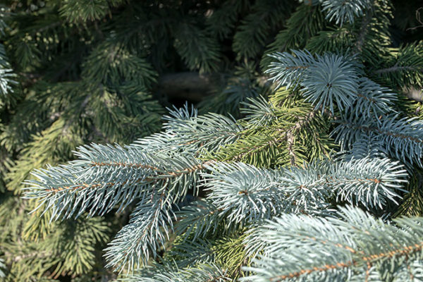 Why is my blue spruce turning green? – Sticks & Stones