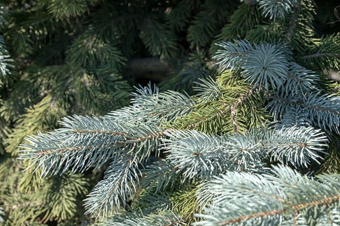 Why Is My Blue Spruce Turning Green? – Sticks & Stones