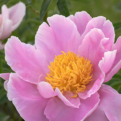 In search of the perfect peony – Sticks & Stones