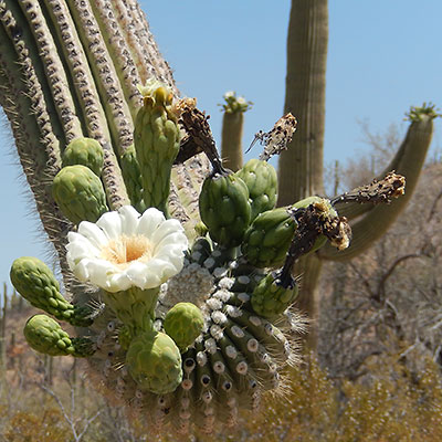 Getting to know the Saguaro – Sticks & Stones