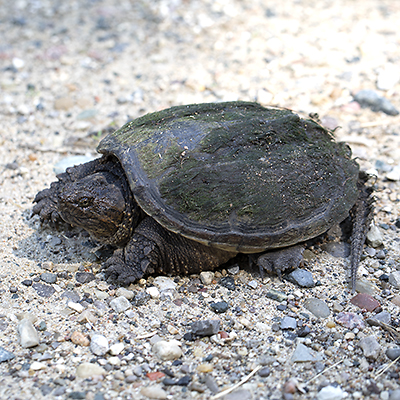 Why Did The Turtle Cross The Road? – Sticks & Stones