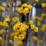 Cornus mas Golden Glory