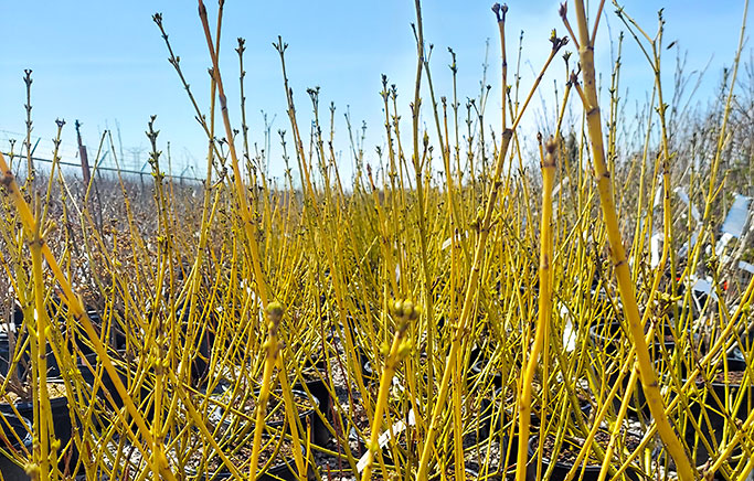 Cornus sericea