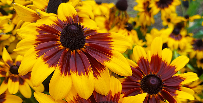 Denver Daisy Rudbeckia