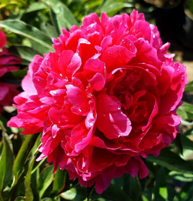 It’s Peony Month… YEAH! – Sticks & Stones