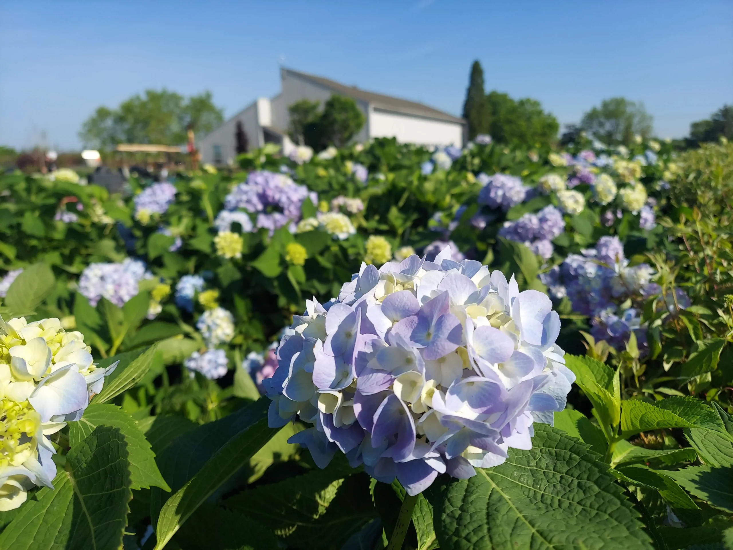 Hydrangea_EndlessSummer_20240516_092807-scaled