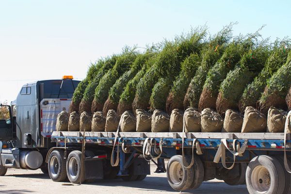 Direct Ship Program Wholesale Nursery Stock - Christensen's Plant Center